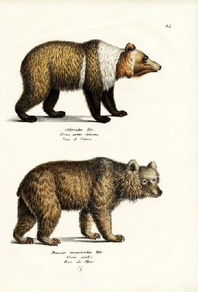European Brown Bear 1824