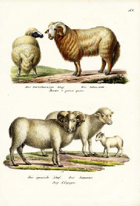 Fat-Tailed Sheep 1824