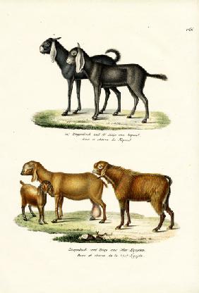 Goat 1824