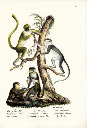 Green Monkey 1824