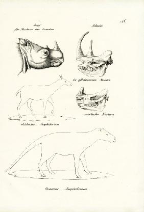 Head Of Sumatra-Rhinoceros 1824