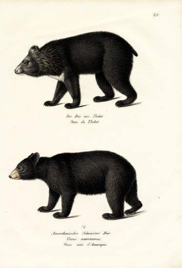 Himalayan Black Bear von Karl Joseph Brodtmann