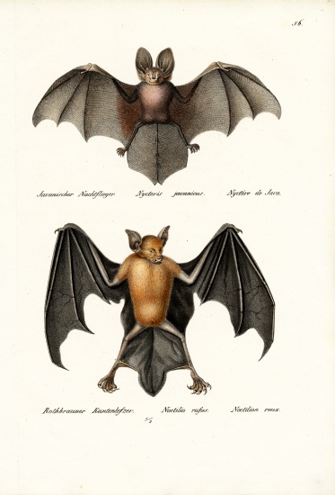 Hollow-Faced Bat von Karl Joseph Brodtmann