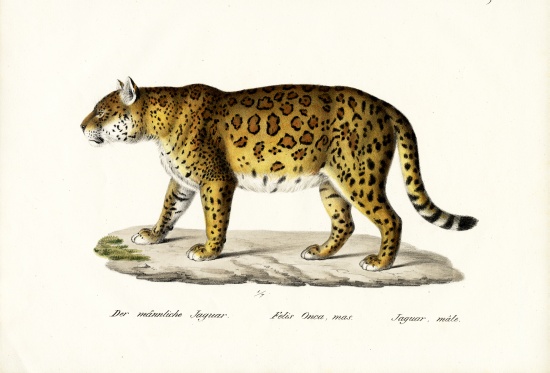 Jaguar von Karl Joseph Brodtmann