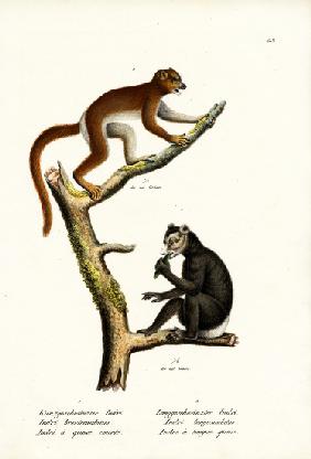 Large Short-Tailed Lemur 1824