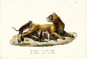 Lioness With Cubs 1824