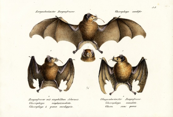 Long-Nosed Bat von Karl Joseph Brodtmann