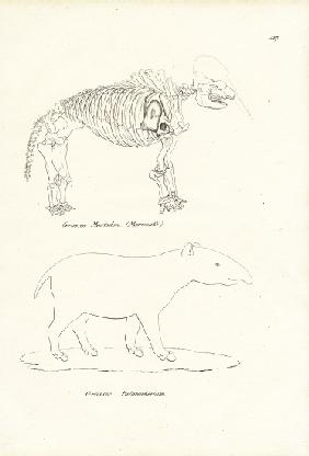 Mastodon 1824