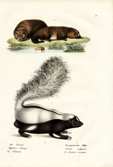 Molina'S Hog-Nosed Skunk von Karl Joseph Brodtmann