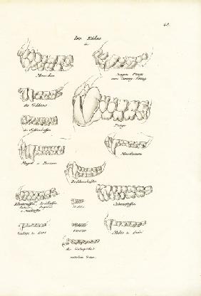 Monkey Teeth 1824