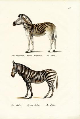 Mountain Zebra 1824