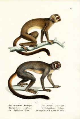 Owl Monkeys 1824