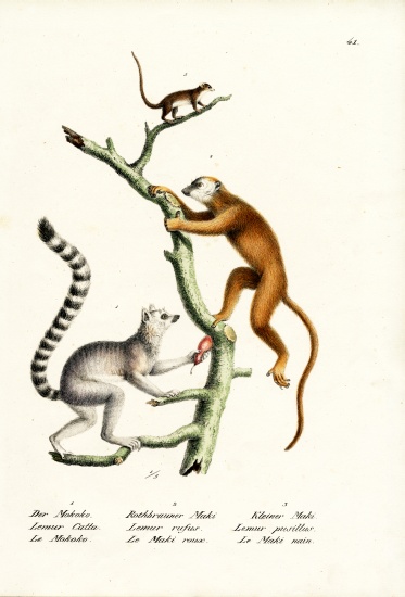 Ring-Tailed Lemur von Karl Joseph Brodtmann
