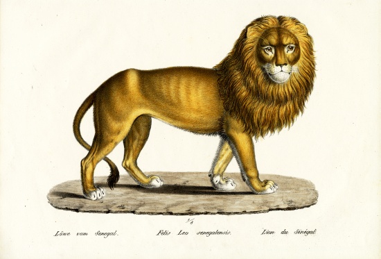 Senegal Lion von Karl Joseph Brodtmann