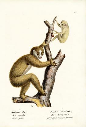 Slender Loris 1824