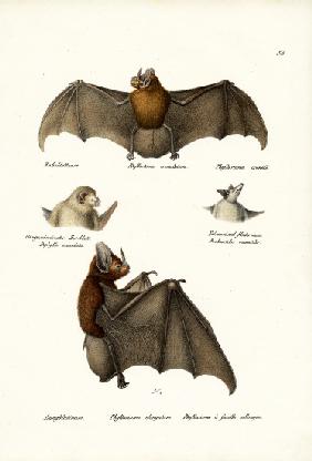 Spear-Nosed Bats 1824