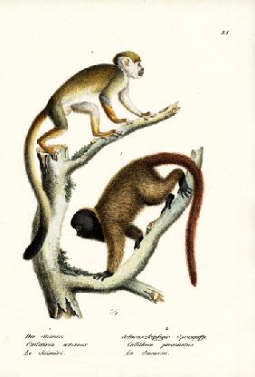 Squirrel Monkeys 1824