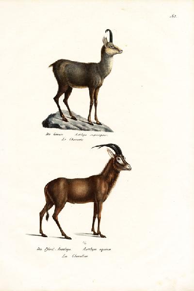 Chamois 1824