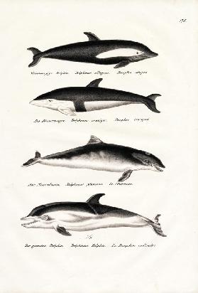 Different Kinds Of Dolphins 1824