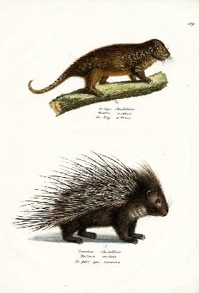 Porcupines 1824