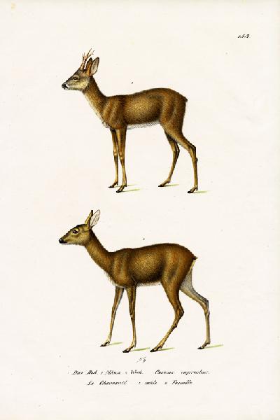 Roe Deer 1824