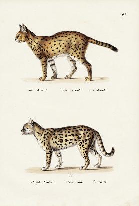 Tiger Cat 1824