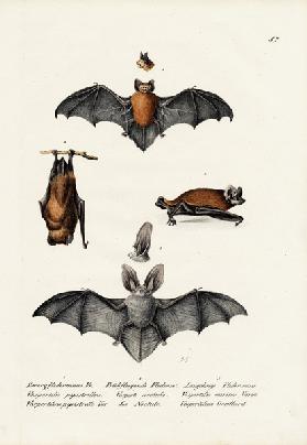 Common Pipistrelle 1824