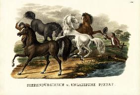 Transylvanian And Hungarian Horses 1824