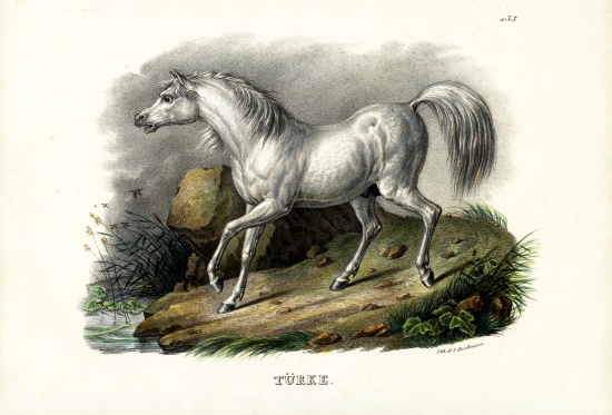 Turkish Horse von Karl Joseph Brodtmann