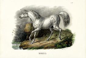 Turkish Horse 1824