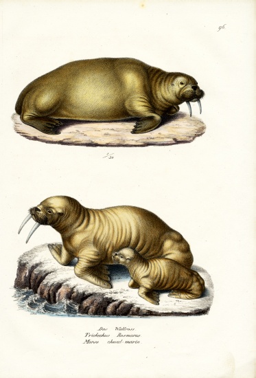Walrus von Karl Joseph Brodtmann