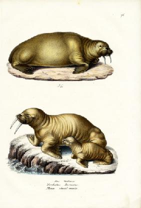Walrus 1824