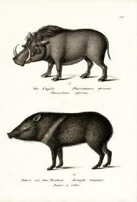 Warthog 1824