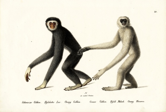 White-Handed Gibbon von Karl Joseph Brodtmann