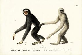 White-Handed Gibbon 1824