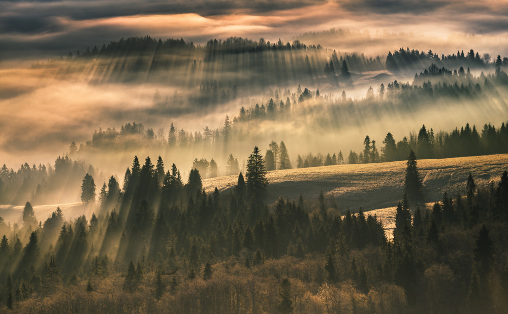 Der Nebel von Karol Nienartowicz