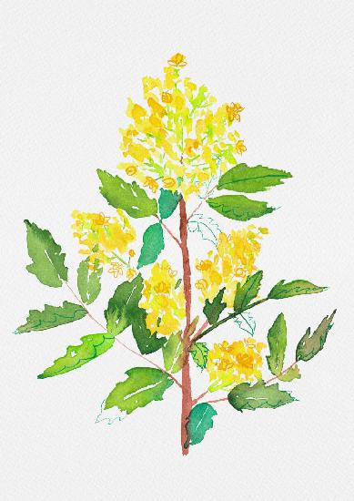 Botanische Malerei der Oregon-Traube oder Mahonia aquifolium