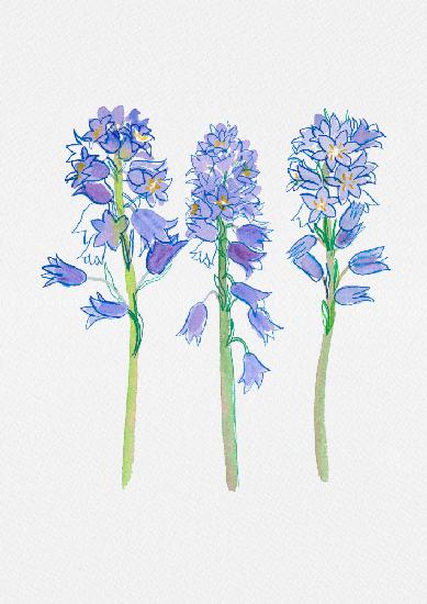 Spanische Blauglocke oder Hyacinthoides hispanica botanische Illustration
