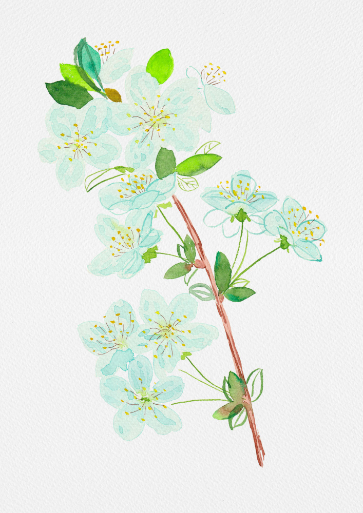 Wildkirsche oder Prunus avium botanische Malerei von Kata Botanical