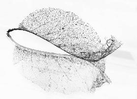 The old leaf