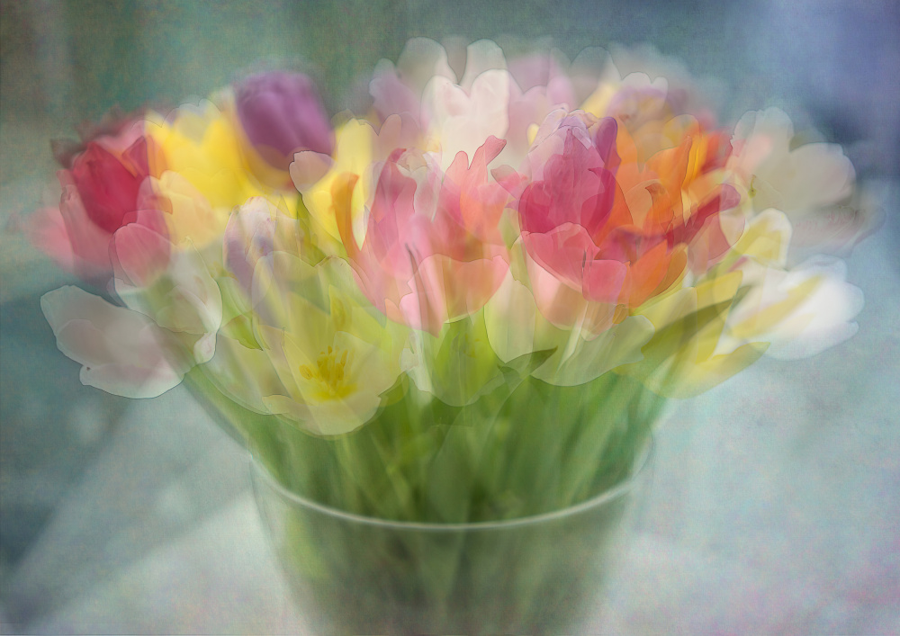 Tulpen von Katarina Holmström