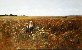 The Poppyfield