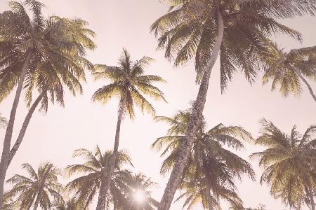 Errötende Palmen