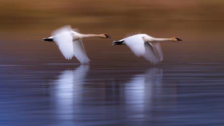 Weiße Schwäne fliegen über den See