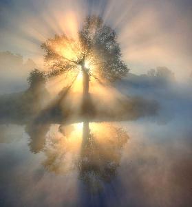 Baum des Lichts