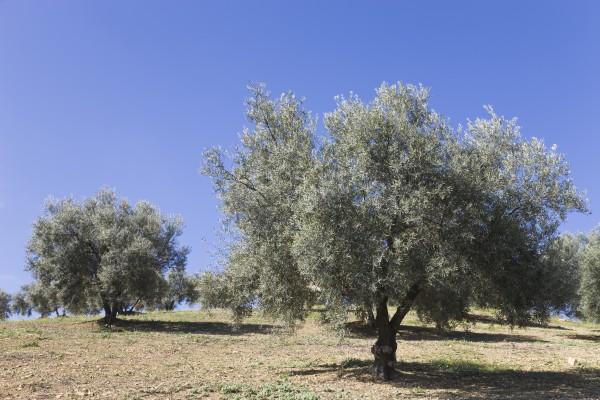 Olive trees Andalusia Spain von Ken Welsh