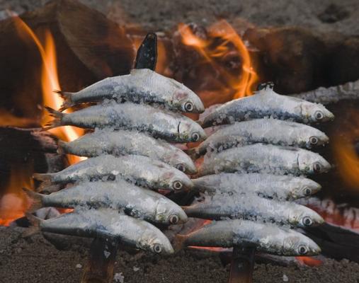 Spain Skewers or espetos of sardines barbecueing on open fire von Ken Welsh