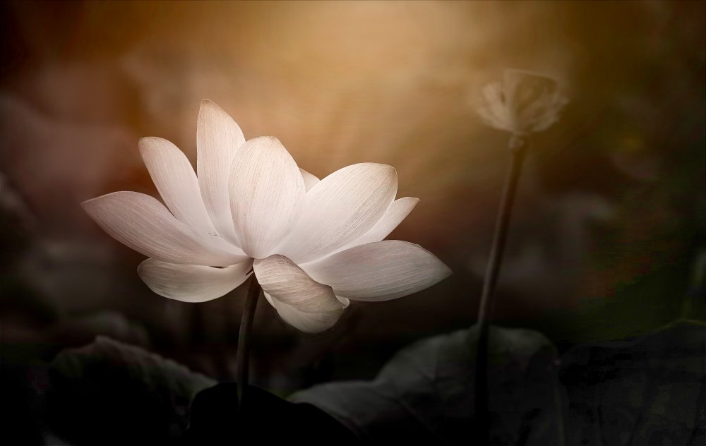 Lotus von Kenneth Zeng