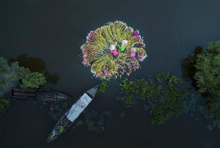 Blumen auf dem Wasser