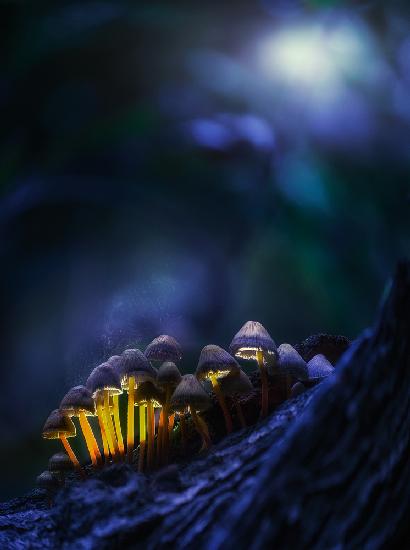 Leuchtende Pilze
